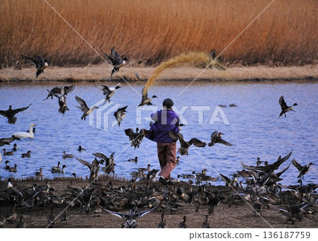 在沼澤地餵鴨子。許多鴨子和天鵝同時聚集在一起。 在沼澤地餵鴨子。許多鴨子和天鵝同時聚集在一起。 136187759
