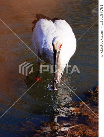 Storks defy extinction by skillfully eating two small fish 136187761