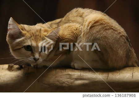 Sand cat Sand cat 136187908