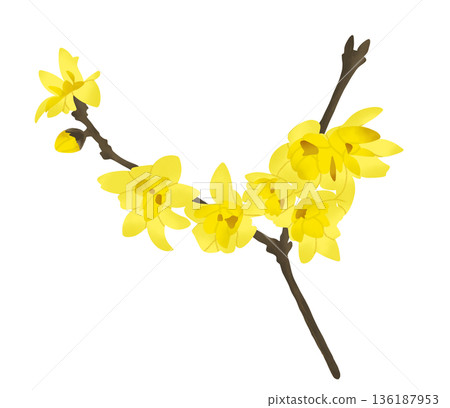 冬青，散發著甜香的半透明黃色花朵，在早春盛開。 136187953