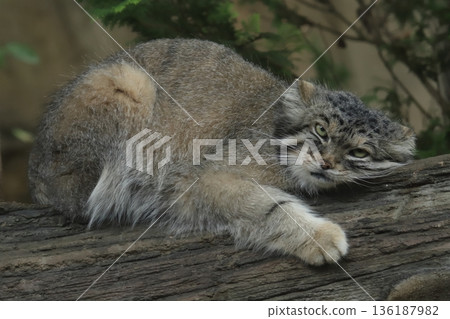 Pallas's cat 136187982