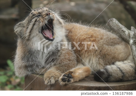 Pallas's cat Pallas's cat 136187986