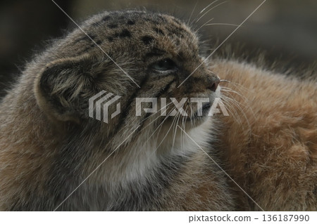 Pallas's cat 136187990