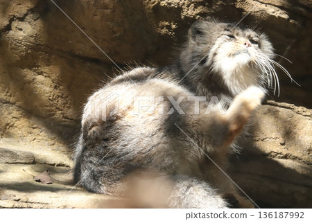 Pallas's cat 136187992