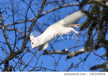 北海道松鼠躍入藍天 136188038