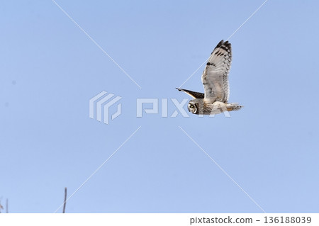 一隻短耳鴞在藍天中飛翔 一隻短耳鴞在藍天中飛翔 136188039