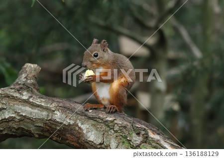 Japanese squirrel 136188129