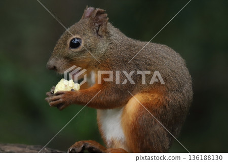 Japanese squirrel Japanese squirrel 136188130
