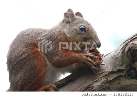 日本松鼠 日本松鼠 136188135