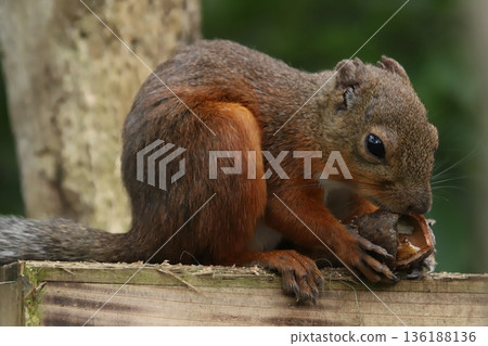 日本松鼠 136188136