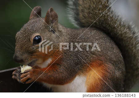 Japanese squirrel Japanese squirrel 136188143