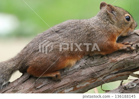 日本松鼠 136188145