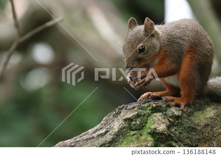 Japanese squirrel Japanese squirrel 136188148