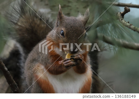 日本松鼠 136188149