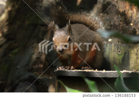 Japanese squirrel 136188153
