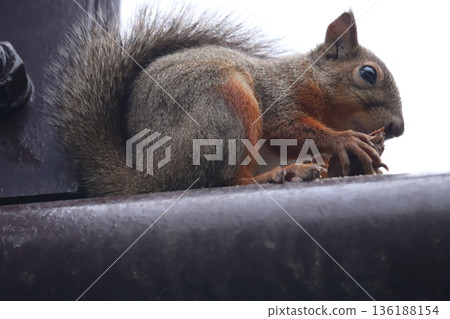 日本松鼠 136188154