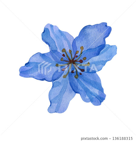 Hand painted watercolor blue flower with detailed stamens. Elegant botanical illustration for spring designs, wedding invitations, and patterns. Delicate petals and vibrant blue tones. Hand painted watercolor blue flower with detailed stamens. Elegant botanical illustration for spring designs, wedding invitations, and patterns. Delicate petals and vibrant blue tones. 136188315