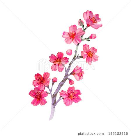Hand drawn watercolor cherry blossom branch with pink flowers and buds. Sakura floral element for spring design, greeting cards, and invitations. Detailed botanical illustration in soft colors. Hand drawn watercolor cherry blossom branch with pink flowers and buds. Sakura floral element for spring design, greeting cards, and invitations. Detailed botanical illustration in soft colors. 136188316