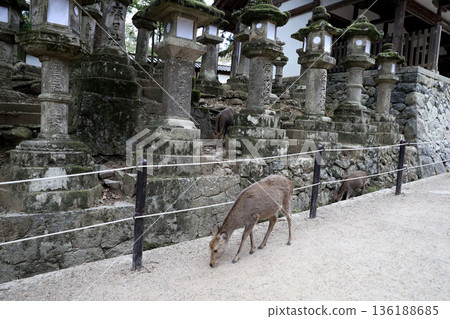 奈良縣奈良市春日野町春日大社 奈良縣奈良市春日野町春日大社 136188685