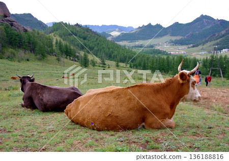 Mongolia, Aryabal Temple, Grazing scenery on the grassland Mongolia, Aryabal Temple, Grazing scenery on the grassland 136188816