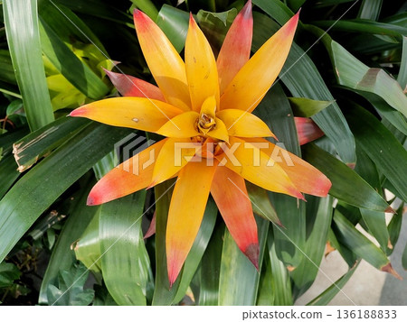 Flowers of germanya 136188833