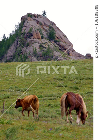 Mongolia, Ariyabal Temple, Przewalski's horses and cows on the grassland 136188889
