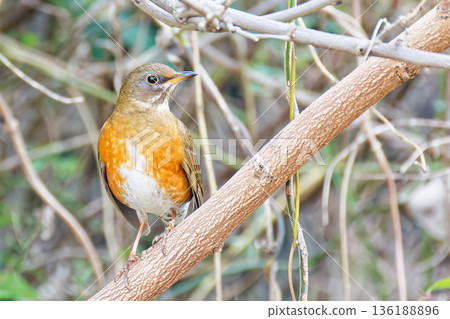 Red-backed Thrush in the Forest Red-backed Thrush in the Forest 136188896