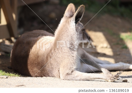 袋鼠 袋鼠 136189019