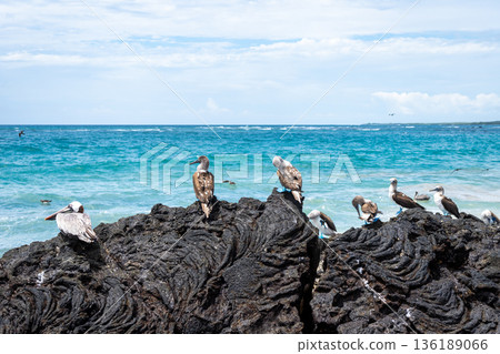 Blue-footed booby and pelican on volcanic rocks, Isabela Island, Galapagos, Ecuador Blue-footed booby and pelican on volcanic rocks, Isabela Island, Galapagos, Ecuador 136189066