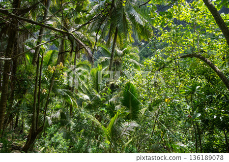 Tropical forest along the Vaipo Falls trek, Hakaui Valley, Nuku Hiva, French Polynesia Tropical forest along the Vaipo Falls trek, Hakaui Valley, Nuku Hiva, French Polynesia 136189078