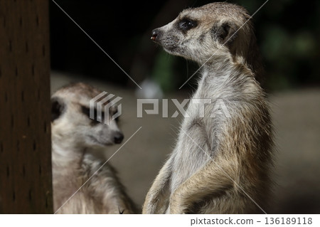 Meerkat 136189118