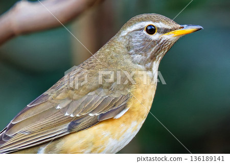 Close-up of a rare bird, the Mammalian cricket 136189141