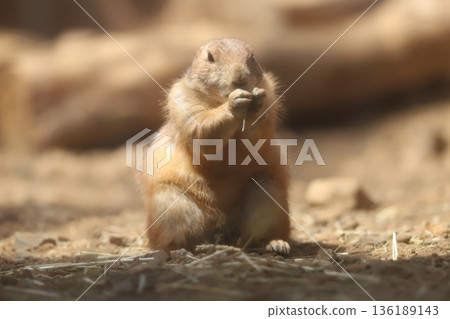 草原土撥鼠 草原土撥鼠 136189143