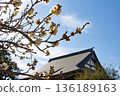 The blue sky and roofs of Japanese houses seen through the white plum blossoms that have just begun to bloom 136189163