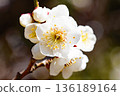 Pure white plum blossoms close-up 136189164