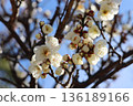 White plum blossoms under the blue sky 136189166
