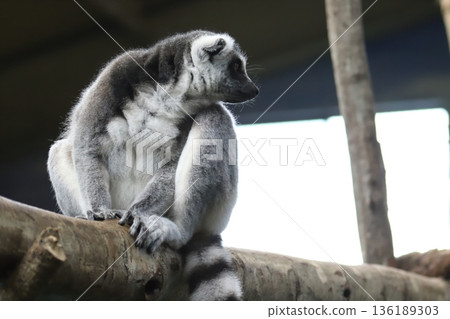 Ring-tailed lemur, 136189303