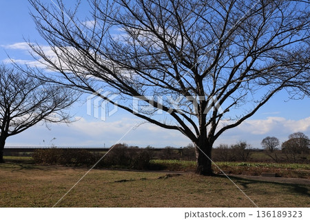 關宿城公園景色 136189323