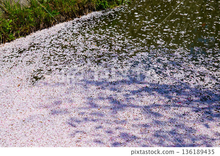 櫻花花瓣漂浮在水面上（花筏）[京都市哲學之道] 136189435