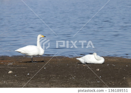 Swan 136189551