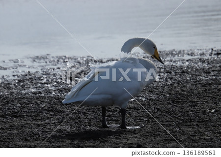 Swan 136189561