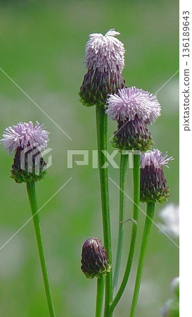 夏日陽光下盛開的野花(六月)薊(杜鵑)03V9.16 夏日陽光下盛開的野花(六月)薊(杜鵑)03V9.16 136189643