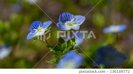 Germander Speedwell flowers bloom in lush greenery on a sunny day showcasing vibrant blue petals and delicate details in a natural setting 136189772