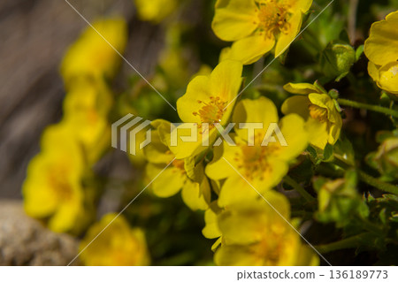 Vibrant yellow flowers of Potentilla reptans bloom in a sunlit meadow during spring enhancing the natural beauty of the landscape 136189773