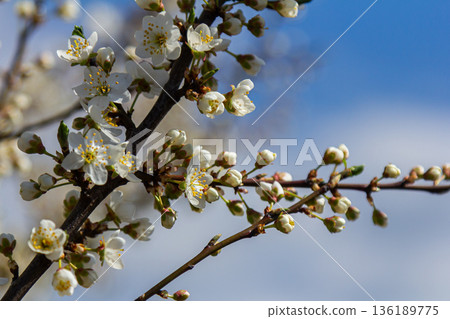 Spring blooms of Prunus cerasifera showcasing delicate white flowers against a clear blue sky in a serene natural setting 136189775