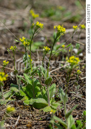 Wood Draba presents vibrant yellow flowers in a sunny forest clearing during early spring growth showcasing nature's delicate beauty and resilience 136189778
