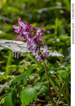Hollowroot blooms showcase vibrant purple flowers in lush spring woodland habitat full of rich greenery and sunlight Hollowroot blooms showcase vibrant purple flowers in lush spring woodland habitat full of rich greenery and sunlight 136189780