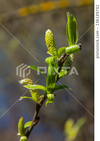 Willow blossoms burst into life during spring in a vibrant display of new growth and freshness 136189782