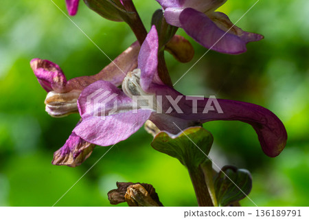 Exploring Hollowroot Corydalis cava a delicate woodland flower blooming in springtime under soft sunlight 136189791