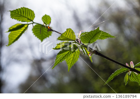 Coltsfoot blooms in vibrant spring display showcasing Tussilago farfara surrounded by fresh green leaves under a clear sky Coltsfoot blooms in vibrant spring display showcasing Tussilago farfara surrounded by fresh green leaves under a clear sky 136189794